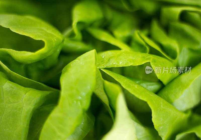 水培黄油生菜头(特写全帧)