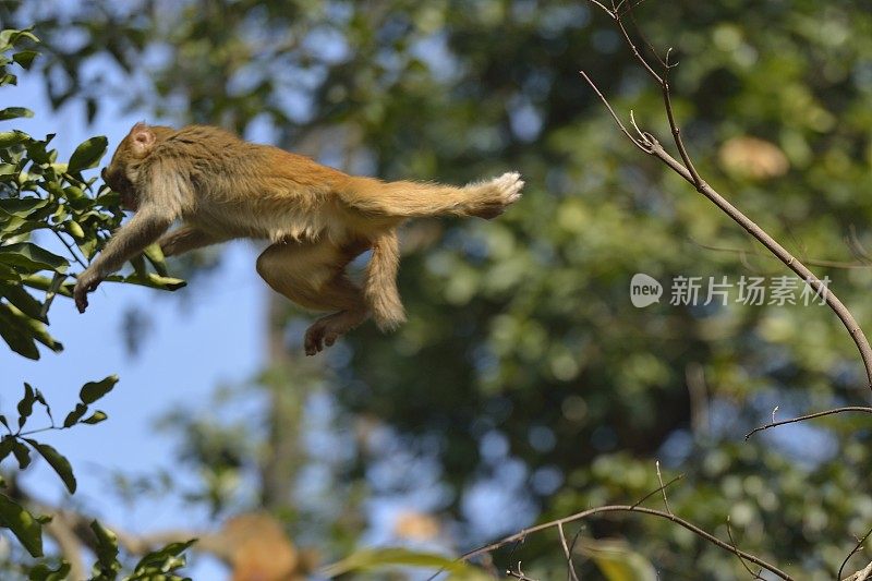 小猴子在树林里跳跃