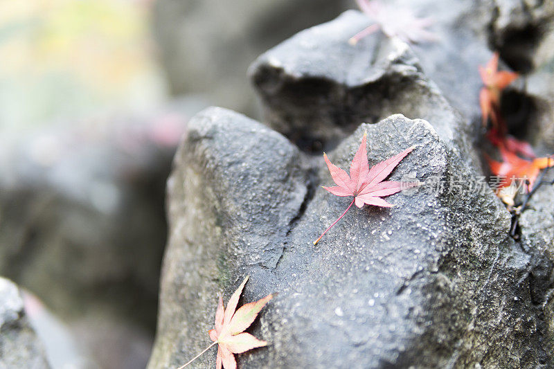 秋天，枫叶落在岩石上