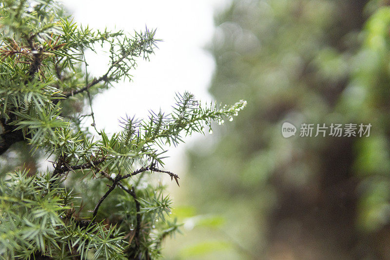 雨后的松针上挂着雨滴