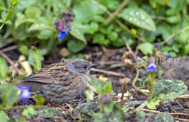 灌木丛中的Dunnock