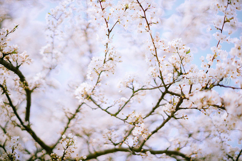 白花梅花树特写。