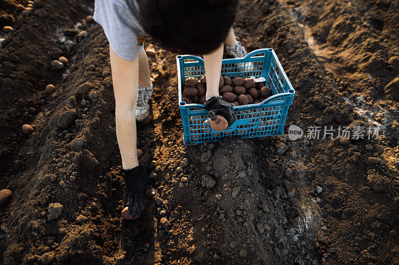 一个年轻的女人正在家庭农场里小心翼翼地工作