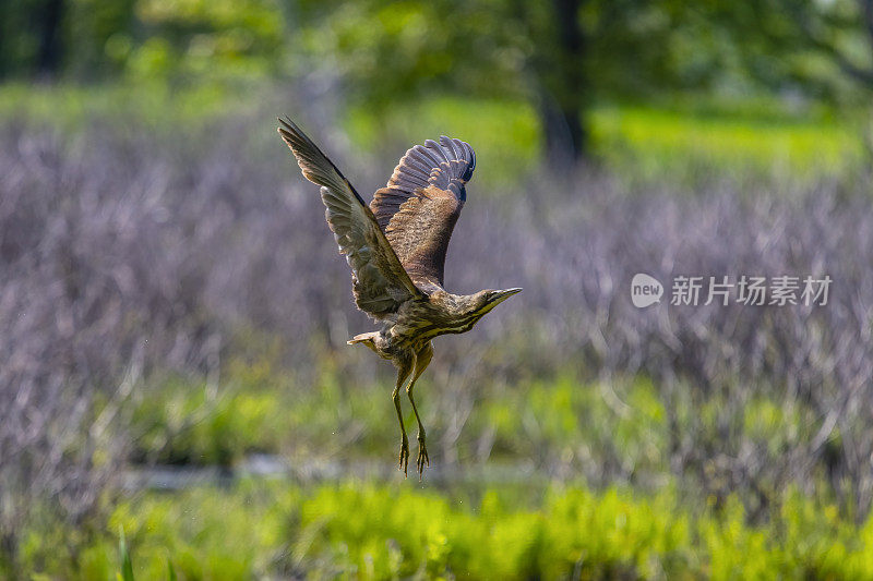 飞行中的美国麻鳽