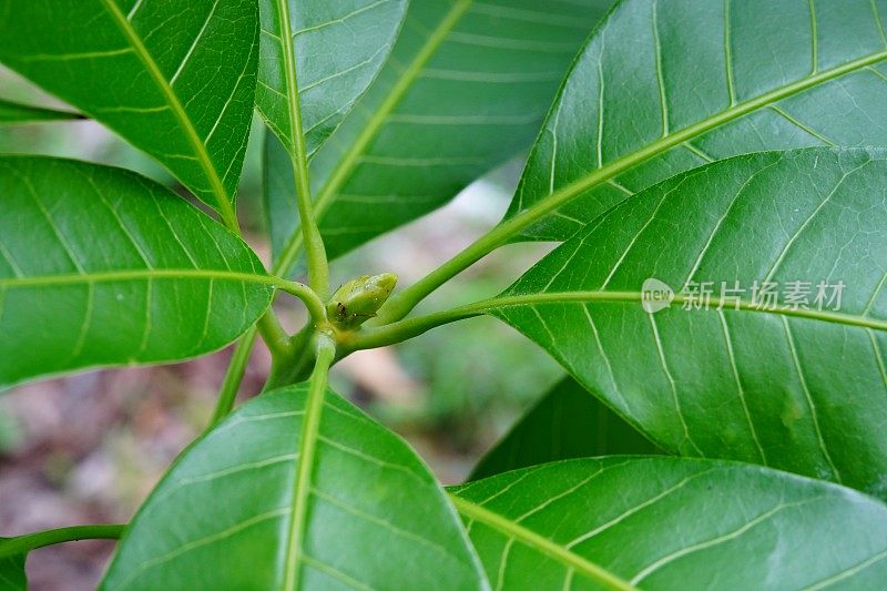 大自然中的芒果树梢