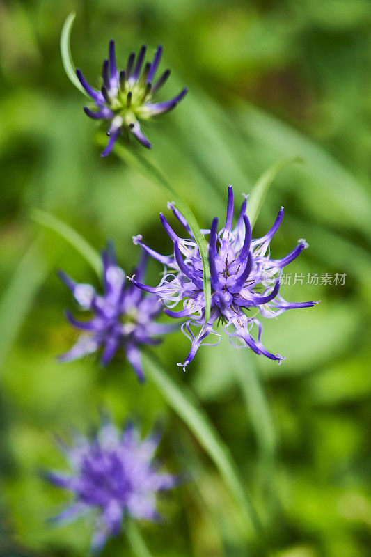 紫花植物野外特写