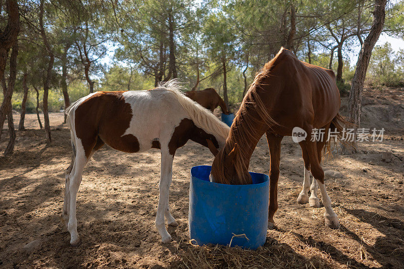 马在森林里吃塑料篮子里的干草。