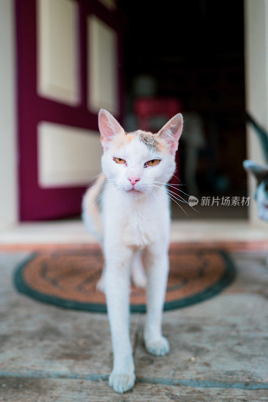 好奇的猫站在房子的前门