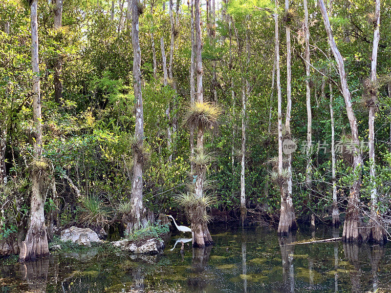 柏树沼泽的全景