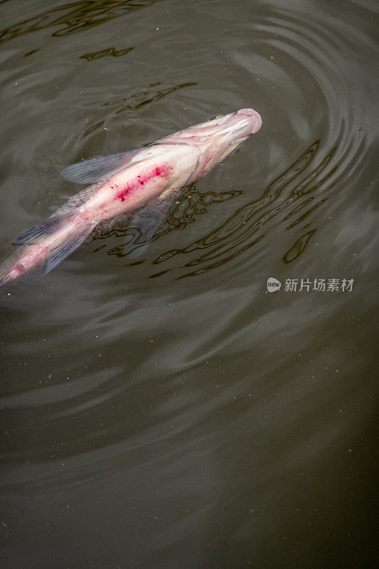 在比利时根特的莱河，受伤的鱼倒挂着死去