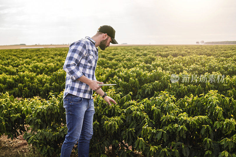 一个咖啡种植园里的男人。研究员。