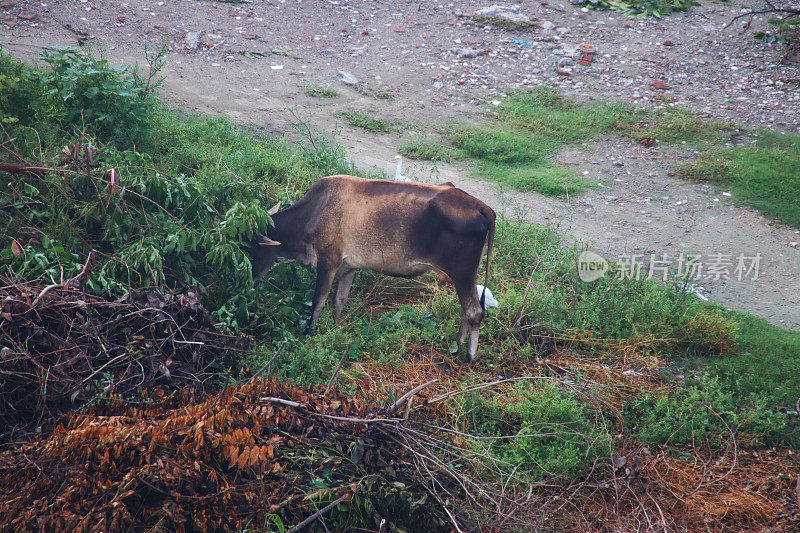 印度德里，野生圣牛在灌木丛生的荒地上寻找食物