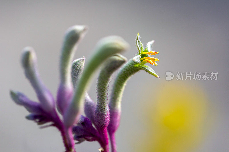 特写紫色袋鼠爪花蕾和花，微距摄影，背景与复制空间