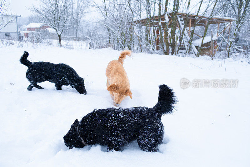 雪地里的乐趣