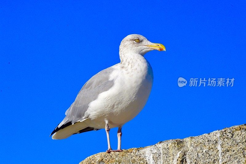 马萨诸塞州Rockport