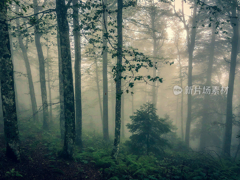 浓雾笼罩的德国黑森林。