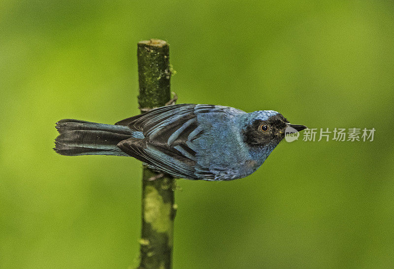 蒙面穿花机-花青藤