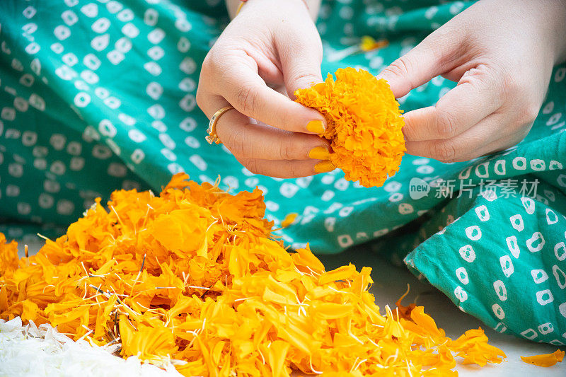 年轻的印度妇女的手撕裂茉莉花，使花瓣可以用于装饰，仪式，在排灯节，新年或印度传统的婚礼上