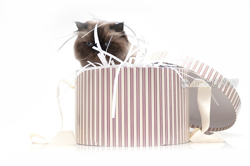 新年礼物一个非常好的喜马拉雅猫