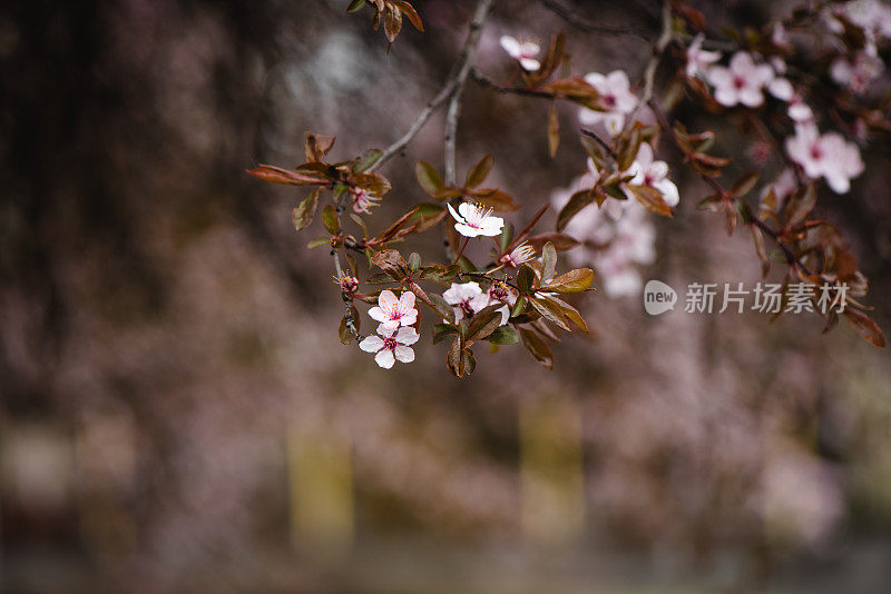 春天鲜花盛开