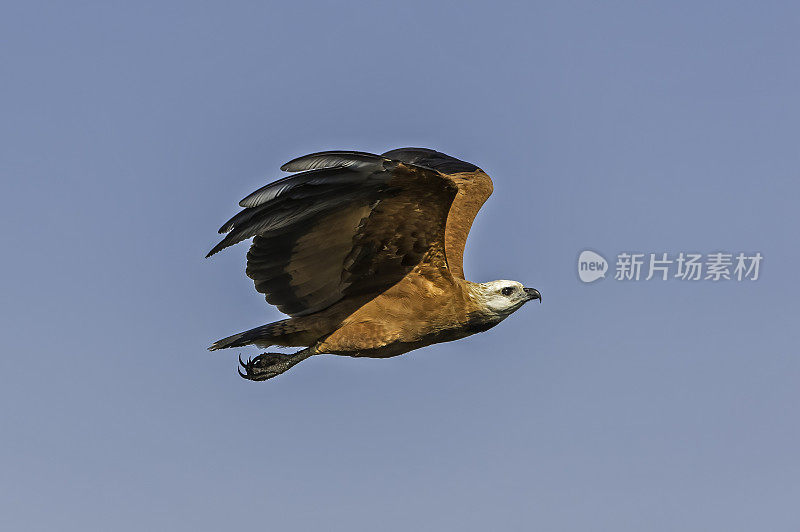 黑颈鹰，黑颈鹰，巴西潘塔纳尔的黑颈鹰。在河里捕鱼觅食。飞行。