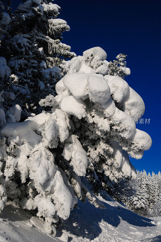 雪落在枞树上