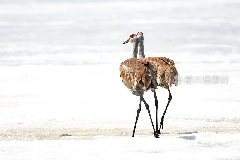 交配季节，沙丘鹤一起走在天鹅湖的冰面上