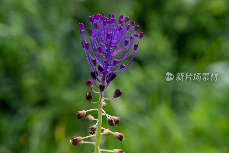 麝香花的特写照片