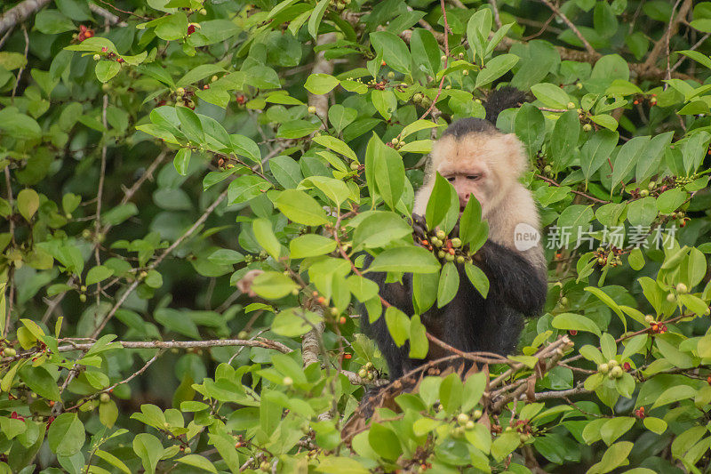 哥斯达黎加的白脸卷尾猴。
