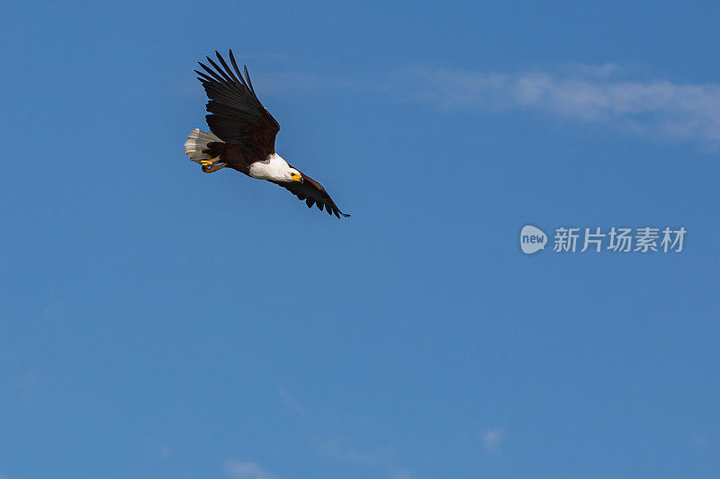 非洲鱼鹰