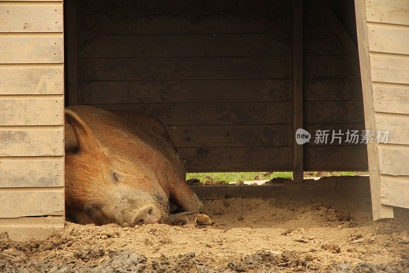 大塔姆沃斯猪躺在猪圈里