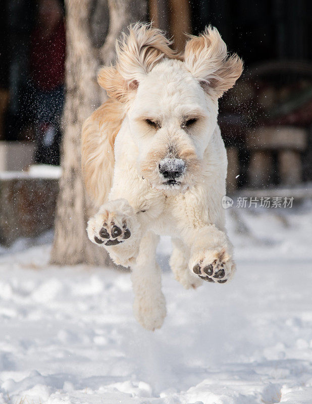 金毛贵宾-金毛贵宾混种小狗在雪地里奔跑和玩耍