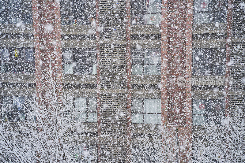 美丽的雪:飘落的雪，树木和窗户
