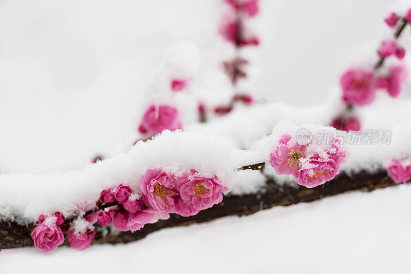 梅花在春天的雪地里盛开