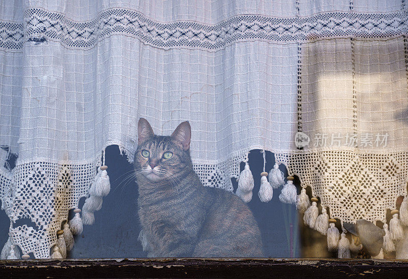 家猫坐在窗台上看向别处