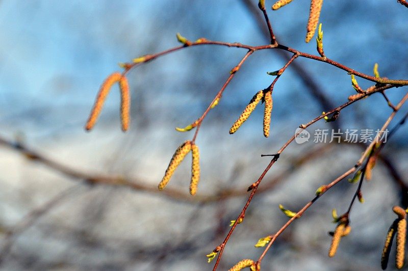 桦树花粉季节到了!