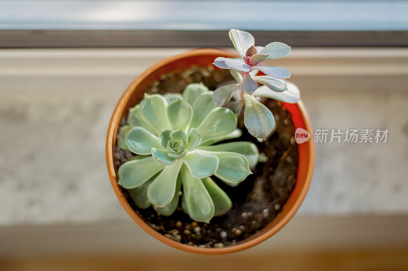 两种多肉植物和谐地生活在一个花盆里