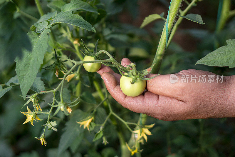 菜园里的有机生番茄