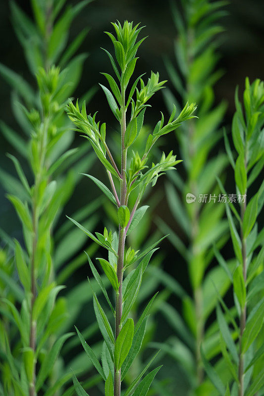 秋麒麟草属植物的花