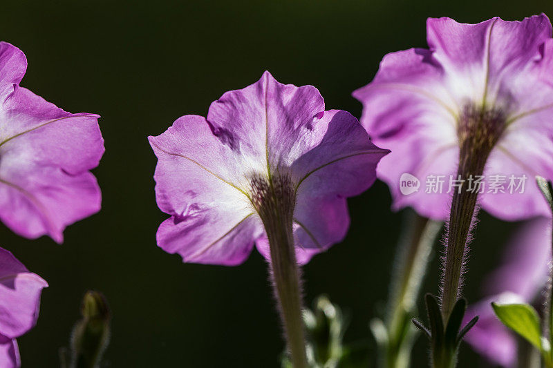 爬虫花朵特写