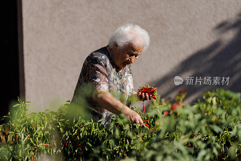 一位90岁的老妇人在她的花园里采摘辣椒