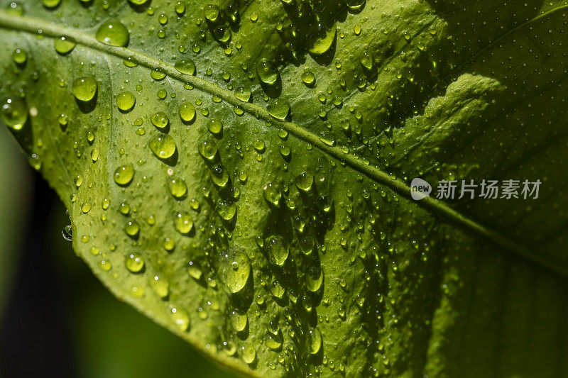 柠檬叶子上的雨滴