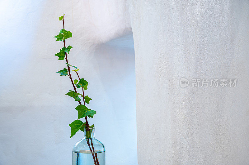 花瓶里的常春藤配水，装饰极简主义房间