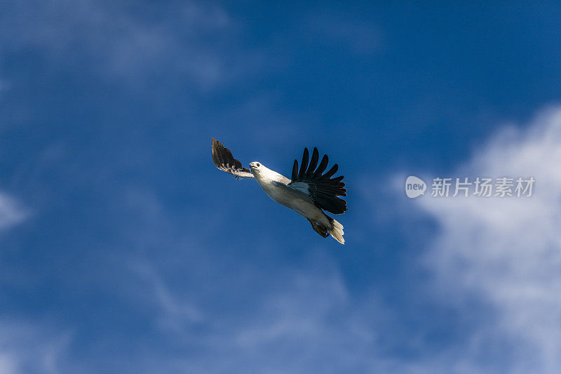 近距离的澳大利亚海鹰翅膀开放飞行在蓝天