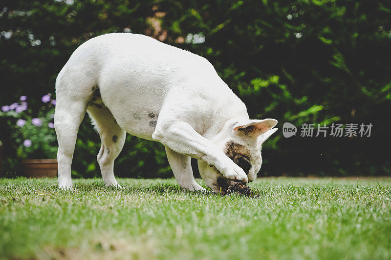 法国斗牛犬嚼木头