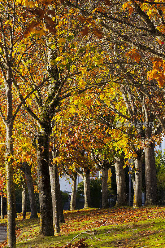 秋天，城市的长廊被树叶覆盖。