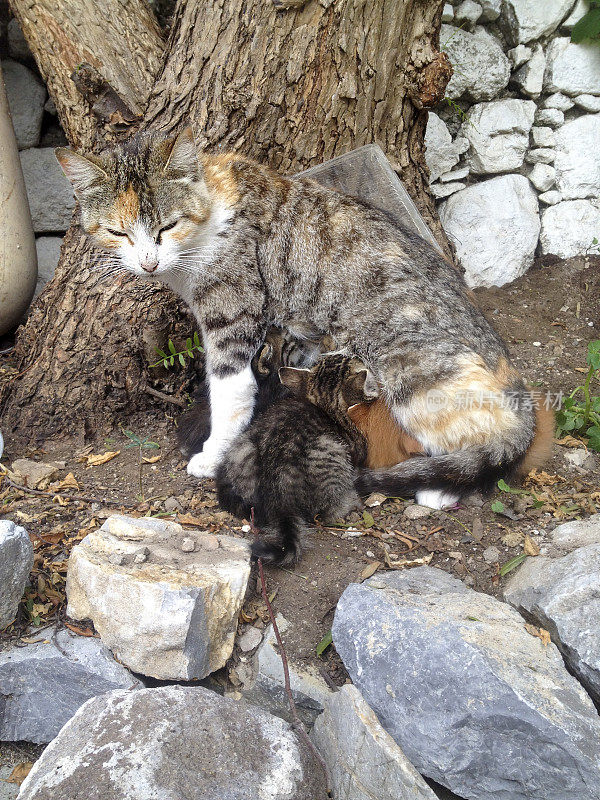 猫妈妈喂宝宝