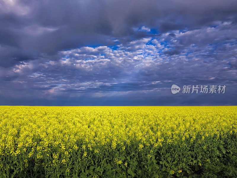 油菜农业作物花卉黄色拷贝空间