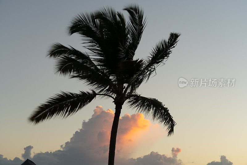 黎明的棕榈树