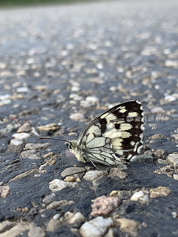 一只左翼受损的斑蝶在石砌路面上的特写。一只翅膀的蝴蝶